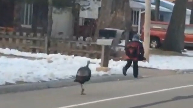 Driver saves child being chased by Wisconsin turkey
