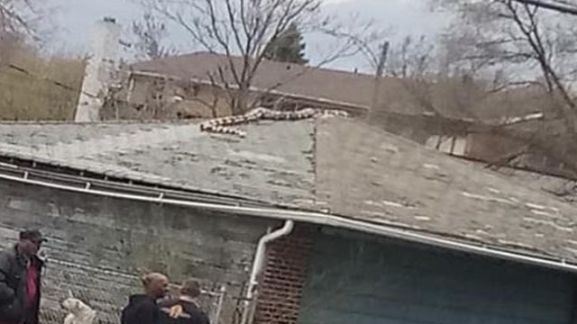 18-foot python found on garage roof in Detroit