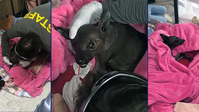 Mysterious hairless animal dies despite efforts to save her