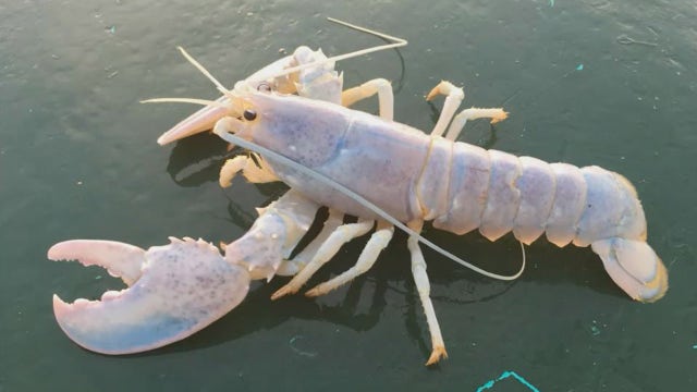 Rare translucent lobster caught off Maine coast, thrown back