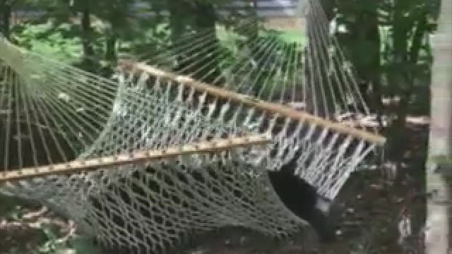Watch: Bear takes nap in hammock