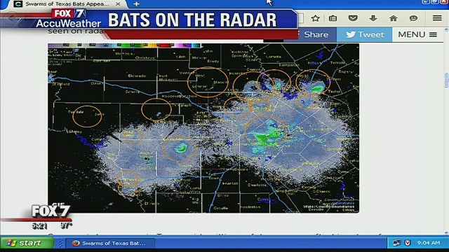 Weather Facts: Bats on radar