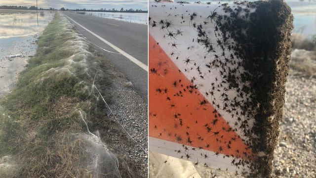 Thousands of spiders cover Arkansas highway in huge webs like 'thick carpet'