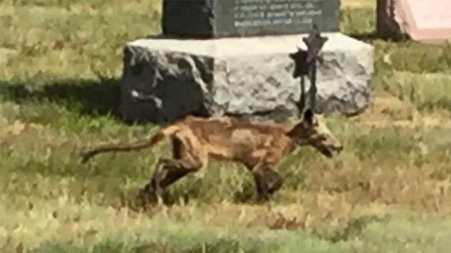 Zombie dog? Coyote? Mystery animal seen in cemetery