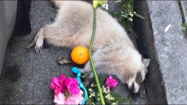 California social media users mourn death of albino raccoon in Oakland, questions of poison arise