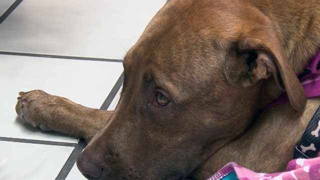 Dog fights off alligator in backyard pond