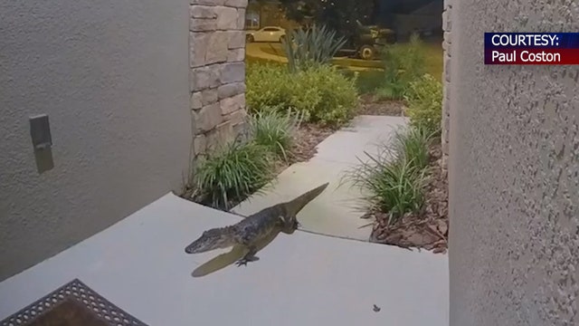 Security camera records night visitor