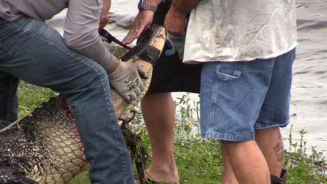 11-foot alligator trapped in Orlando neighborhood