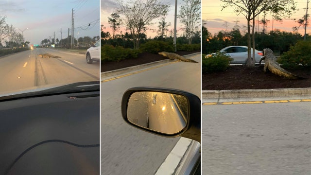 Ornery alligator cuts off traffic in Florida
