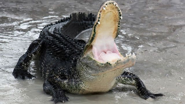 Alligator spotted with dead body in its mouth