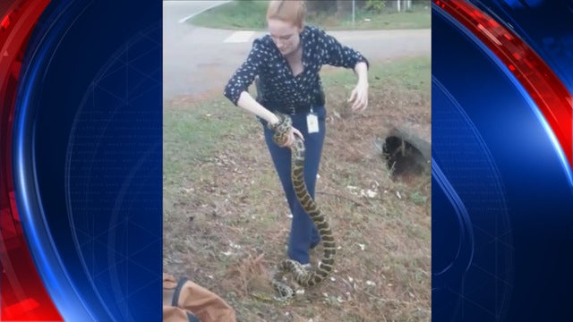 Florida detective captures 9-foot anaconda