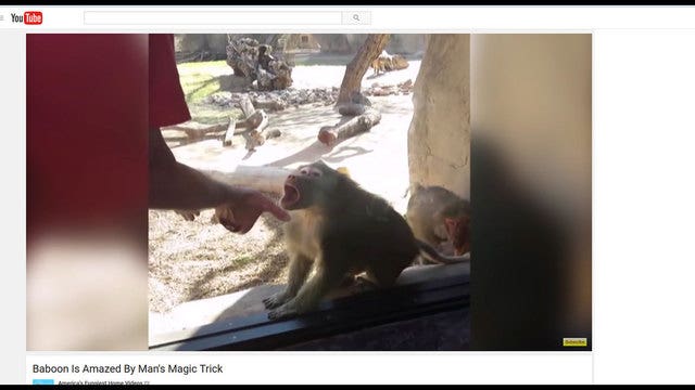 Baboon amazed by magic trick