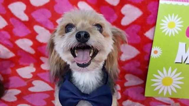 Man kicks dog out of bear's mouth