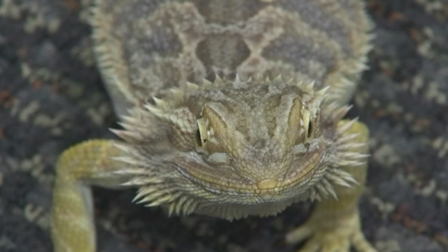 April Fool's Joke turns bearded dragon into Avondale PD mascot