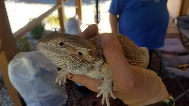 Hemet family discovers bearded dragon inside delivery package