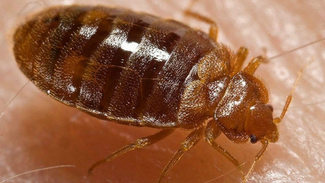 Bed bugs dumped in Ohio man's apartment by vandals