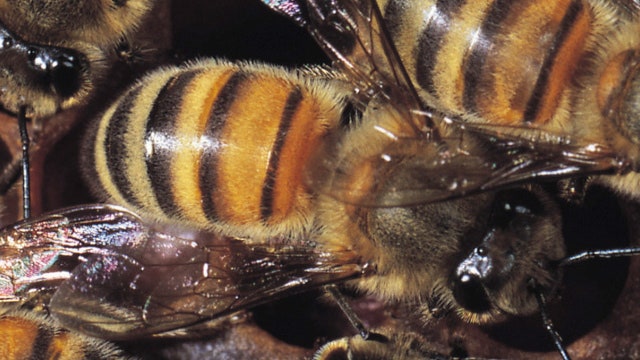 Bee swarm in Taylor contained, calmed: officials