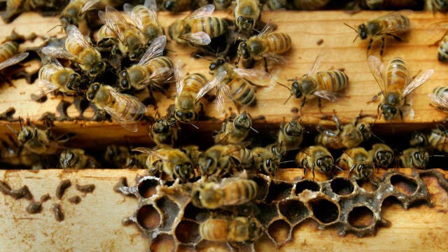 Millions of bees released in interstate crash
