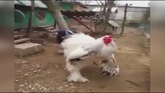 Massive chicken freaks out the internet