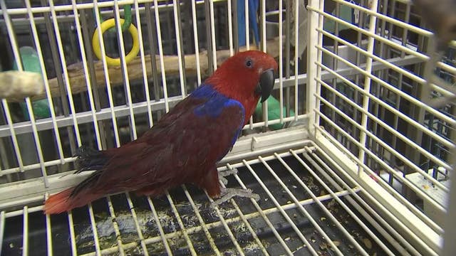 Rising number of pet parrots in need of forever homes