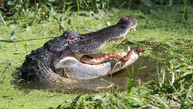 Gator captured in photo with snake in its mouth trying to escape