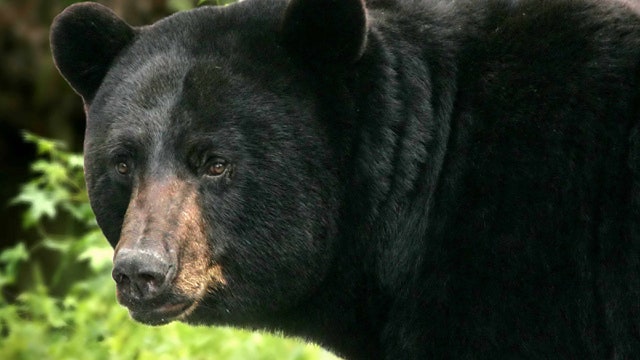 11-year-old Alaska boy shoots bear charging fishing party