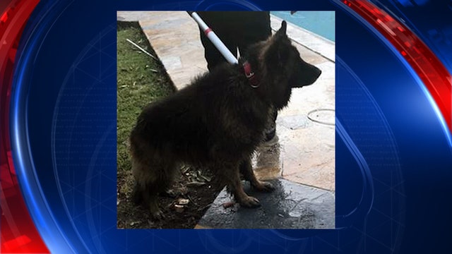 Deputies unknowingly rescue dog belonging to fellow deputy