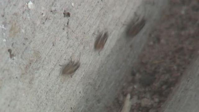 South Phoenix neighborhood taken over by bugs