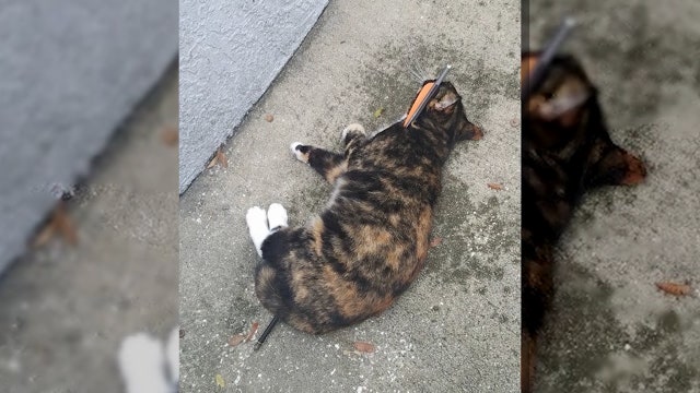 Cat survives being shot with arrow