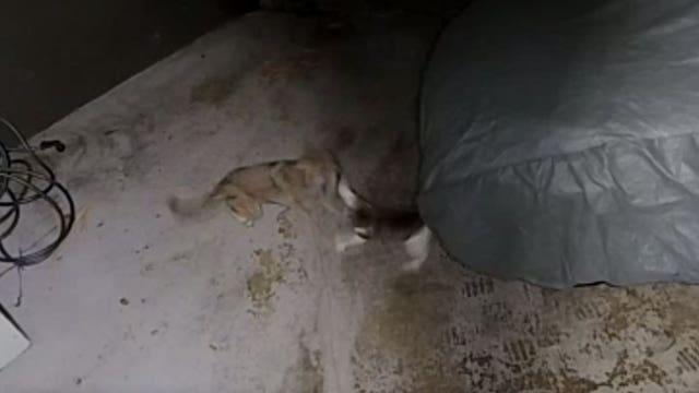 WATCH: Fearless cat fights off coyote in Altadena