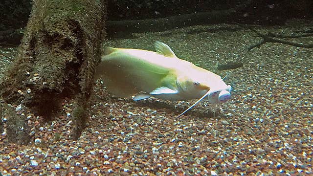 Catfish catches pacifier dropped in museum's tank