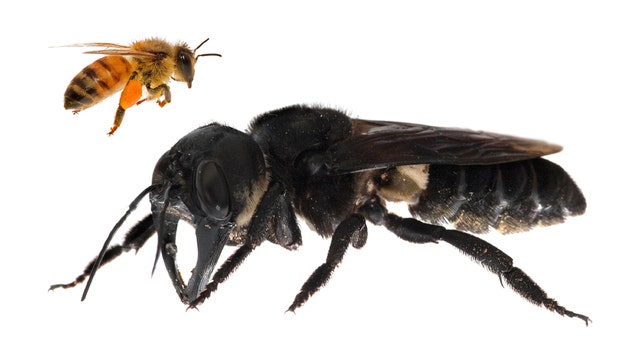 Gigantic ‘nightmare' bee, thought to be extinct, found alive