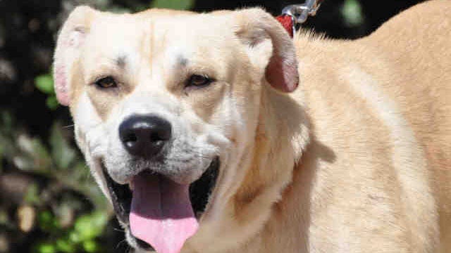 Austin Animal Shelter over capacity, asks public to adopt or foster