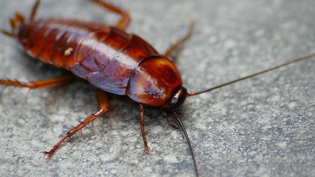 Conservation center giving people a chance to name a cockroach after their ex