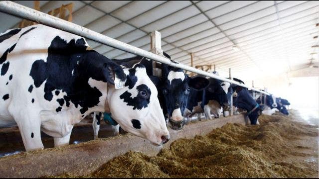 Tinder for cows plays matchmaker between farmers and breeding bovines