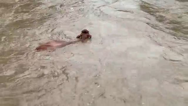 Cows swept away by flash flooding in southeastern Minnesota