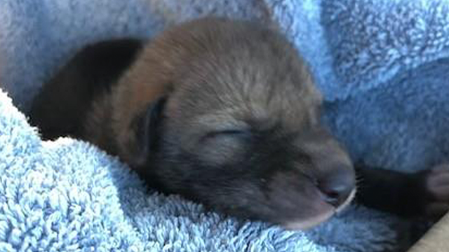 Hiker rescues abandoned 'puppy,' turns out to be a coyote