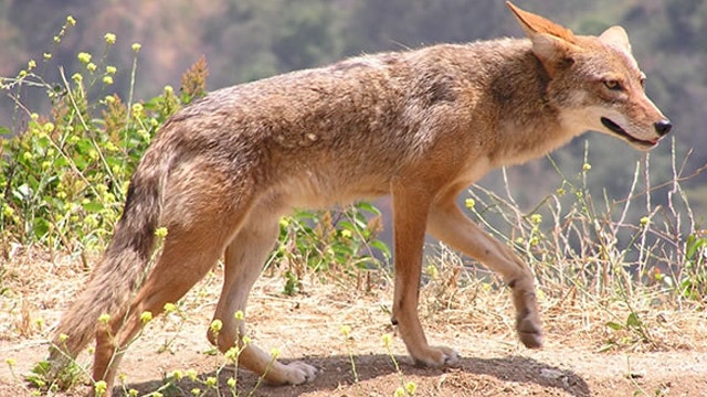 Coyotes more visible in Central Texas this time of year, biologist shares tips