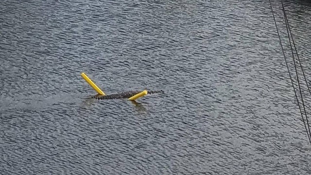 Crocodile on a pool noodle in South Florida
