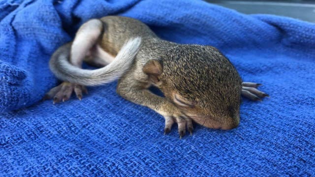 Adorable baby squirrel displaced from home during Irma