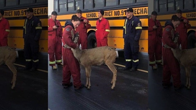 Deer spotted hugging firefighter on Canada ferry