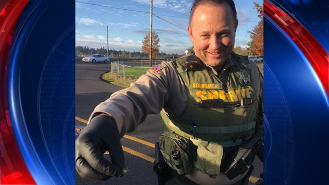 Tiny spider removed after distressed driver calls for help