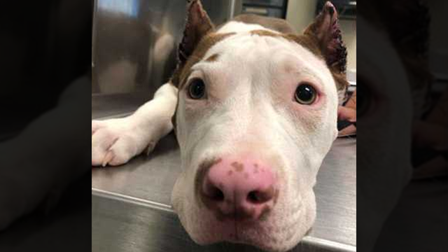 Owners facing charges after cutting off puppy ears with pruning shears