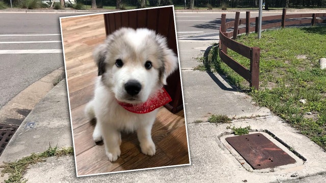 Sarasota dog electrocuted by utility box lid during evening walk