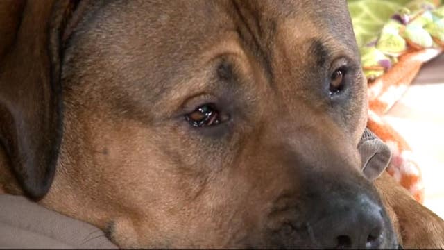 Stranger passed out in dog bed in wrong home