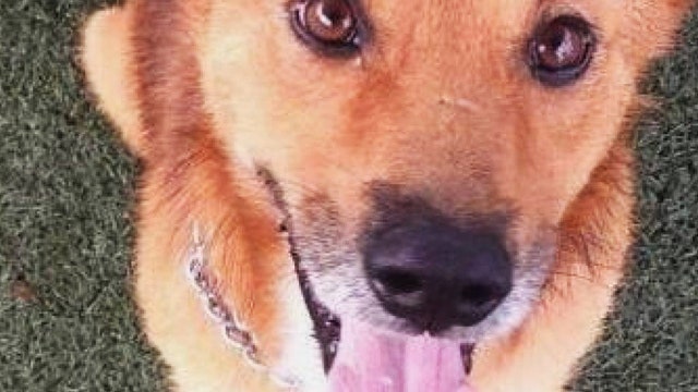 New low-cost veterinary dental, surgical center to open in Austin