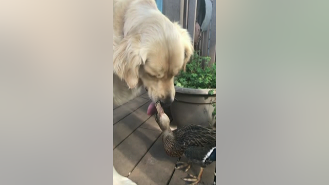 Dog and duck are inseparable best friends!