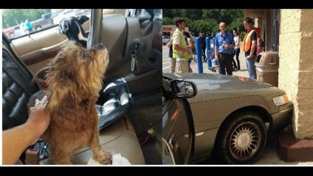 Dogs crash car into Walmart goes viral