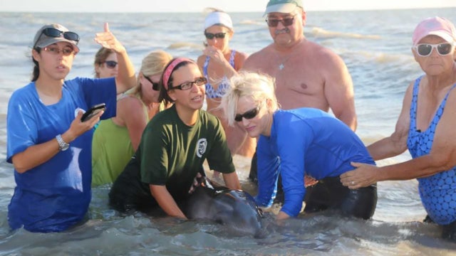 Biologists find trash in belly of stranded baby dolphin