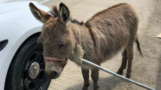 Illinois officer who rescued donkey on I-90 tells her story